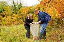 Hazel dormouse (Muscardinus avellanarius), Kent, UK. Members of Kent Mammal Group conduct monthly dormouse survey. Brett Lewis and Lesley Mason check a nest box, October 2011, Model released.