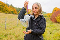 Hazel dormouse (Muscardinus avellanarius), Kent, UK. Members of Kent Mammal Group conduct monthly dormouse survey. Lesley Mason weighs a dormouse, October 2011, Model released.
