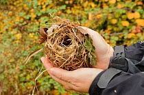 Hazel dormouse (Muscardinus avellanarius), Kent, UK. Members of Kent Mammal Group conduct monthly dormouse survey, volunteer holding a Dormouse nest, October 2011, Model released.