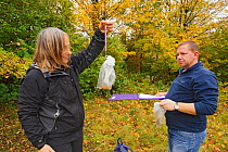 Hazel dormouse (Muscardinus avellanarius), Kent, UK. Members of Kent Mammal Group conduct monthly dormouse survey. Brett Lewis and Lesley Mason weigh a dormouse, October 2011, Model released.