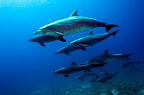 Pod of Bottlenose Dolphins (Tursiops truncatus). Egypt, Red Sea.