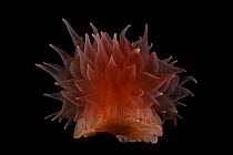Deepsea Anemone from  a coral seamount, Indian ocean, November 2011