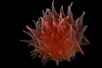 Deepsea Anemone from a coral seamount, Indian ocean, November 2011