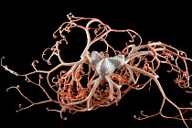Deepsea Basket star (Gorgonocephalus sp) from coral seamount in the Indian Ocean, November 2011