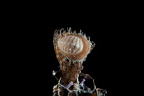 Deepsea Chiton (Polyplacophora) from a coral seamount in the Indian Ocean, November 2011