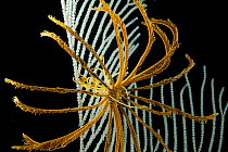 Deepsea Feather star (Crinoidea) on Primnoid coral seafan from a coral seamount in the Indian Ocean, December 2011