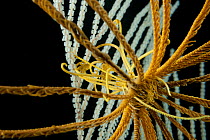 Deepsea Feather star (Crinoidea) on Primnoid coral seafan from a coral seamount in the Indian Ocean, December 2011
