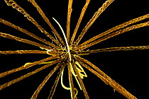 Deepsea Feather star (Crinoidea) from a coral seamount in the Indian Ocean, December 2011