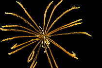 Deepsea Feather star (Crinoidea) from a coral seamount in the Indian Ocean, December 2011