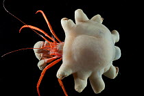 Deepsea Hermit crab with zoanthid (Epizoanthus sp) on shell, from a coral seamount in the Indian Ocean, November 2011
