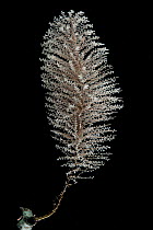 Deepea seafan (Narella sp) from a coral seamount in the Indian Ocean, November 2011