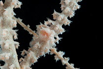 Detail of deepsea Primnoid coral (Norella sp) from a coral seamount in the Indian Ocean, December 2011