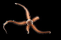 Deepsea Brittlestar (Ophiuroidea) from a coral seamount in the Indian Ocean, November 2011