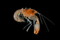 Deepsea Orange ghost lobster (Decopoda,  Thalassinidae) from coral seamount in the Indian Ocean, December 2011