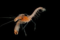 Deepsea Orange ghost lobster (Decopoda, Thalassinidae) from coral seamount in the Indian Ocean, December 2011