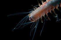 Details of deepsea Bristleworm (Polychaetae) from coral seamount in the Indian Ocean, November 2011
