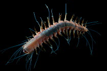 Deepsea Bristleworm (Polychaetae) from coral seamount in the Indian Ocean, November 2011