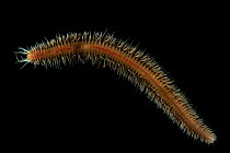 Deepsea Bristleworm (Polychaetae) from Dragon vent field, Indian Ocean, November 2011