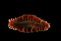Deepsea Polynoid scale worm (Polychaetae) from Dragon vent field, Indian Ocean, November 2011