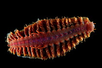 Ventral view of deepsea Polynoid scale worm (Polychaetae) from Dragon vent field, Indian Ocean, November 2011