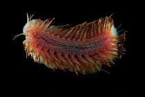 Ventral view of deepsea Polynoid scale worm (Polychaetae) from Dragon vent field, Indian Ocean, November 2011