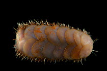 Dorsal view of deepsea Polynoid scale worm (Polychaetae) from Dragon vent field, Indian Ocean, November 2011