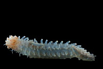 Deepsea Sea cucumber (Holothurian) with commensal Polynoid scale worms (Polynoidae) on skin, from coral seamount, Indian Ocean, November 2011