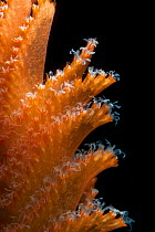 Detail of deepsea Sea pen (Pennatulacea) from coral seamount, Indian Ocean, December 2011
