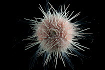 Deepsea Sea urchin (Echinoidea) from coral seamount, Indian Ocean, November 2011