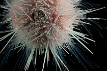 Detail of deepsea Sea urchin (Echinoidea) from coral seamount, Indian Ocean, November 2011