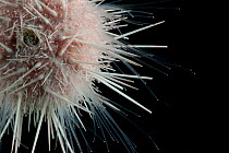 Detail of deepsea Sea urchin (Echinoidea) from coral seamount, Indian Ocean, November 2011