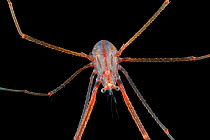 Deepsea Squat lobster (Galatheidae) from coral seamount, Indian Ocean, December 2011