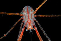 Deepsea Squat lobster (Galatheidae) from coral seamount, Indian Ocean, December 2011