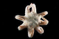 Deepsea Sea star / Starfish (Asteroidea) from coral seamount, Indian Ocean, November 2011