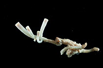 Deepsea Worm coral (Stenocyathus vermiformis) from coral seamount, Indian Ocean, December 2011