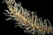 Deepsea primnoid coral (Thouarella sp) with commensal polychaetes, from coral seamount, Indian Ocean, November 2011