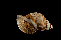 Deepsea gastropod (Gastropoda) from Dragon Vent field, Indian Ocean, November 2011
