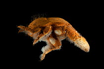 Lateral view of deepsea Yeti crab (Kiwa sp) from Dragon vent field, Indian Ocean, November 2011