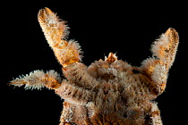 Ventral anterior detail of deepsea Yeti crab (Kiwa sp) from Dragon vent field, Indian Ocean, November 2011