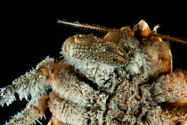Detail of ventral view of deepsea Yeti crab (Kiwa sp) from Dragon vent field, Indian Ocean, November 2011
