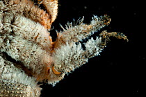 Detail of deepsea Yeti crab (Kiwa sp) from Dragon vent field, Indian Ocean, November 2011