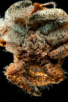 Ventral detail of deepsea Yeti crab (Kiwa sp) from Dragon vent field, Indian Ocean, November 2011