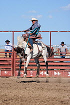 An Indian cowboy tries to stay on a bronc or wild paint horse during the All Indian Rodeo, at the annual Indian Crow Fair, Crow Agency, near Billings, Montana, USA, August 2011, Sequence 1/3