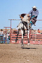 An Indian cowboy losing his balance from a bronc or wild paint horse during the All Indian Rodeo, at the annual Indian Crow Fair, Crow Agency, near Billings, Montana, USA, August 2011, Sequence 2/3
