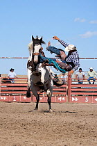 An Indian cowboy has lost his balance from a bronc or wild paint horse during the All Indian Rodeo, at the annual Indian Crow Fair, at Crow Agency, near Billings, Montana, USA, August 2011, Sequence 3...