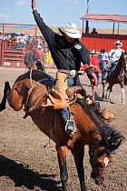 An Indian cowboy tries to stay on a bronc or wild quarter horse during the All Indian Rodeo, at the annual Indian Crow Fair, Crow Agency, near Billings, Montana, USA, August 2011
