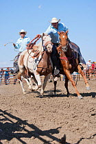 Two Indian cowboys, mounted on quarter horses, try to catch a bronc or wild paint horse during the All Indian Rodeo, at the annual Indian Crow Fair, Crow Agency, near Billings, Montana, USA, August 20...