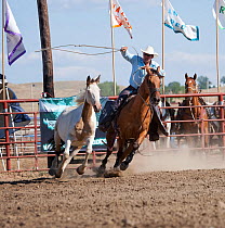 An Indian cowboy, mounted on a quarter horse, tries to catch a bronc or wild paint horse during the All Indian Rodeo, at the annual Indian Crow Fair, Crow Agency, near Billings, Montana, USA, August 2...