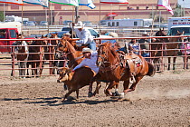 Two Indian cowboys, mounted on quarter horses, try to catch a steer during the All Indian Rodeo, at the annual Indian Crow Fair, at Crow Agency, near Billings, Montana, USA, August 2011