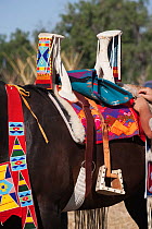 A quarter horse is being saddled for the annual Indian Crow Fair, at Crow Agency, near Billings, Montana, USA, August 2011